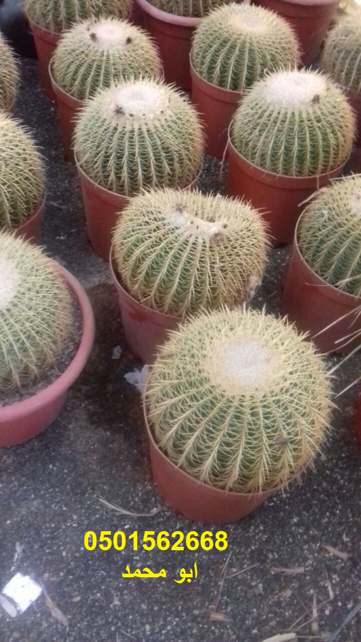 ����� ������� ��� ������ ��� ����� ����� ���� ����� �� ����� ����� �� ������� 0501562668