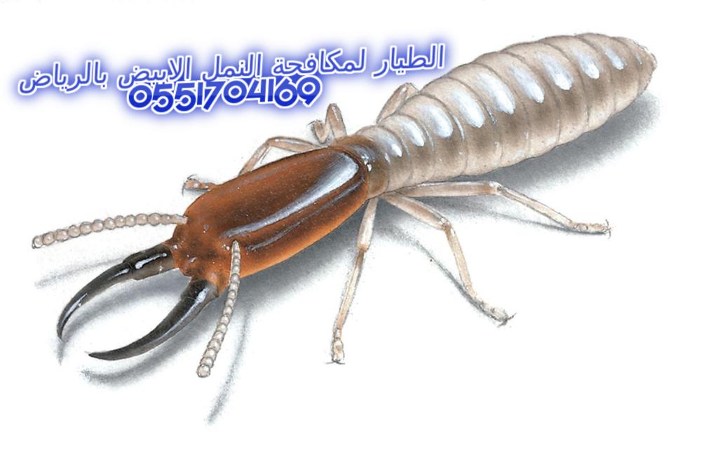 ������ ������� ����� ������ ������� 0551704169