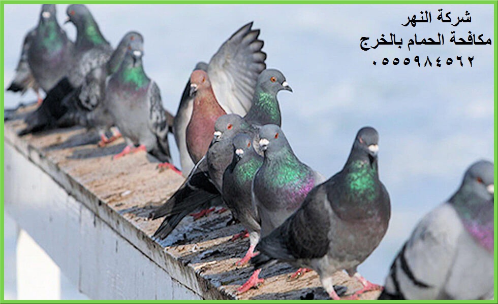 ���� ������ ���� ������� 0567412389 ���� ������ ���� ������