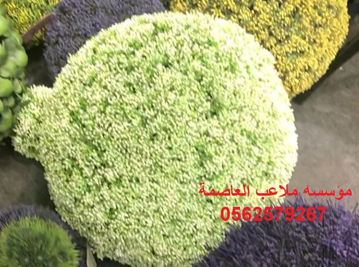 �����,�����,�������,�������,���,�����,�����,�����,����,���,�����,0562579267